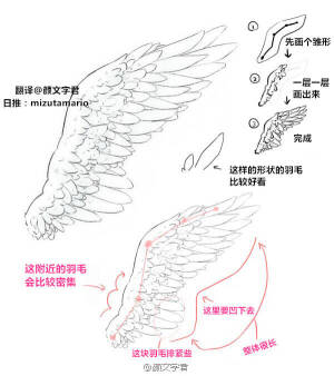 翅膀~羽翼的绘画教程~