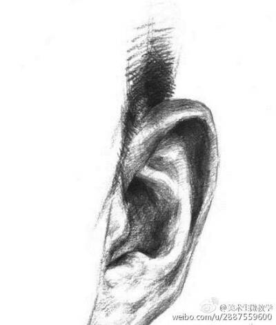 绘画教程 耳朵