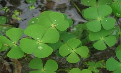 花草小百科（33/3650）之四叶苹：萍科萍属多年生水生杂草。别名四叶、田字草、田字萍、夜爬三、夜里船。株高5—20cm，匍匐根茎细长，根茎上具节，节上生出不定根和叶1至数个，节下生须根数条，繁殖极快。叶柄细长，有4个小叶成倒三角形，排列成十字，叶表具较厚蜡质层有光泽。主要危害水稻等水生作物。