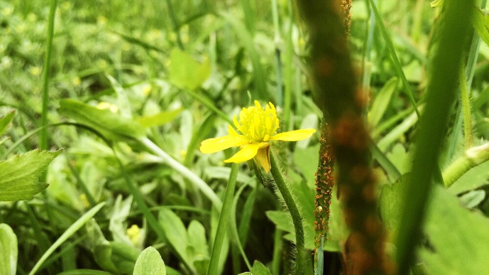 花朵