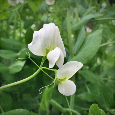 豌豆花儿