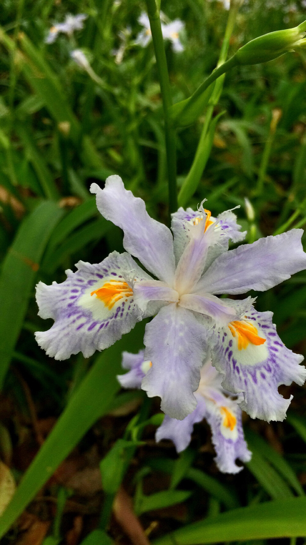 南岳大庙里的花儿