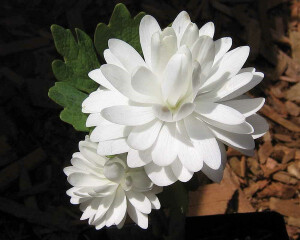 血根草Sanguinaria canadensis.原产于北美洲东部.折断或打碎根状茎时会流出似血液的红色汁液，因此被称为血根草。血根草属于罂粟科植物，很多罂粟科植物都含有类似带颜色的汗液。不过血根草并不像它的“亲戚”罂粟那么可怕，它含有的血根碱可作药用，它的红色液体可用作染料，而人们更重于将它们当作美化环境的花卉来种植。花语： 爱情 守护 净化...