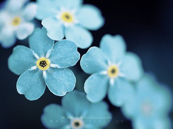 勿忘我Myosotis sylvatica.又名勿忘草、星辰花等，为阿拉斯加州州花。在德国传说中，当上帝给所有的花朵命名完成的时候，一朵没有被命名的小花叫道：“哦，我的上帝，请不要忘记我（Forget-me-not）！”于是上帝欣然回答：“这就是你的名字。”勿忘我制成干花后，颜色长久不褪，很适合夹在书中或作为定情信物，因此得名。花语：永恒的爱，浓情厚谊，永不变的心，永远的回忆。寓意：“请不要忘记我真诚的爱”或代表“请想念我，忠贞的希望一切都还没有晚，我会再次归来给你幸福”...