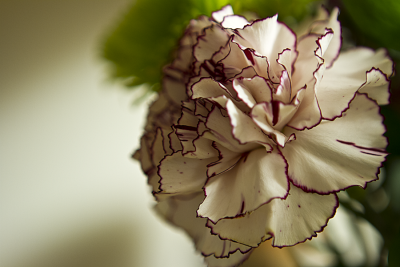 康乃馨Dianthus caryophyllus.原名：香石竹，又名：狮头石竹、麝香石竹、大花石竹。花期5-8月，果期8-9月。全草入药，能清热，利水，破血，通经。康乃馨，大部分代表了爱，魅力和尊敬之情，红色代表了爱和关怀。粉红…