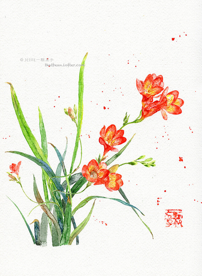水彩插画——小苍兰-Jessie一颗豆子_原创,插画,水彩,涂鸦,手绘,小清新,花卉,植物_涂鸦王国插画
