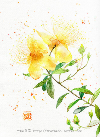 水彩，花卉，金丝桃（拉丁学名：Hypericum monogynum L.），又叫狗胡花（安徽霍山），金线蝴蝶（四川南川，浙江乐清），过路黄（四川奉节），金丝海棠（山东唠山），金丝莲（陕西石泉）、土连翘，为藤黄科金丝桃属植…