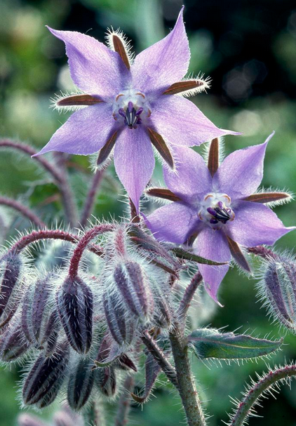 琉璃苣Borago officinalis.稍具黄瓜香味。可作蜜源植物，鲜叶在欧洲作蔬菜，鲜叶及干叶又可用于炖菜及汤、饮料的调味。琉璃苣的外型有点儿像大型茼蒿，它的花非常美，蓝色带有白点，下垂而呈喇叭状，宛如蔓陀萝花。有浓郁的香味，吸引蜜蜂、蝴蝶。欧洲人认为它能消除忧郁、予人勇气。琉璃苣含有挥发油，能平抚情绪、安定神经。4月14日生日花。花语：勇气...