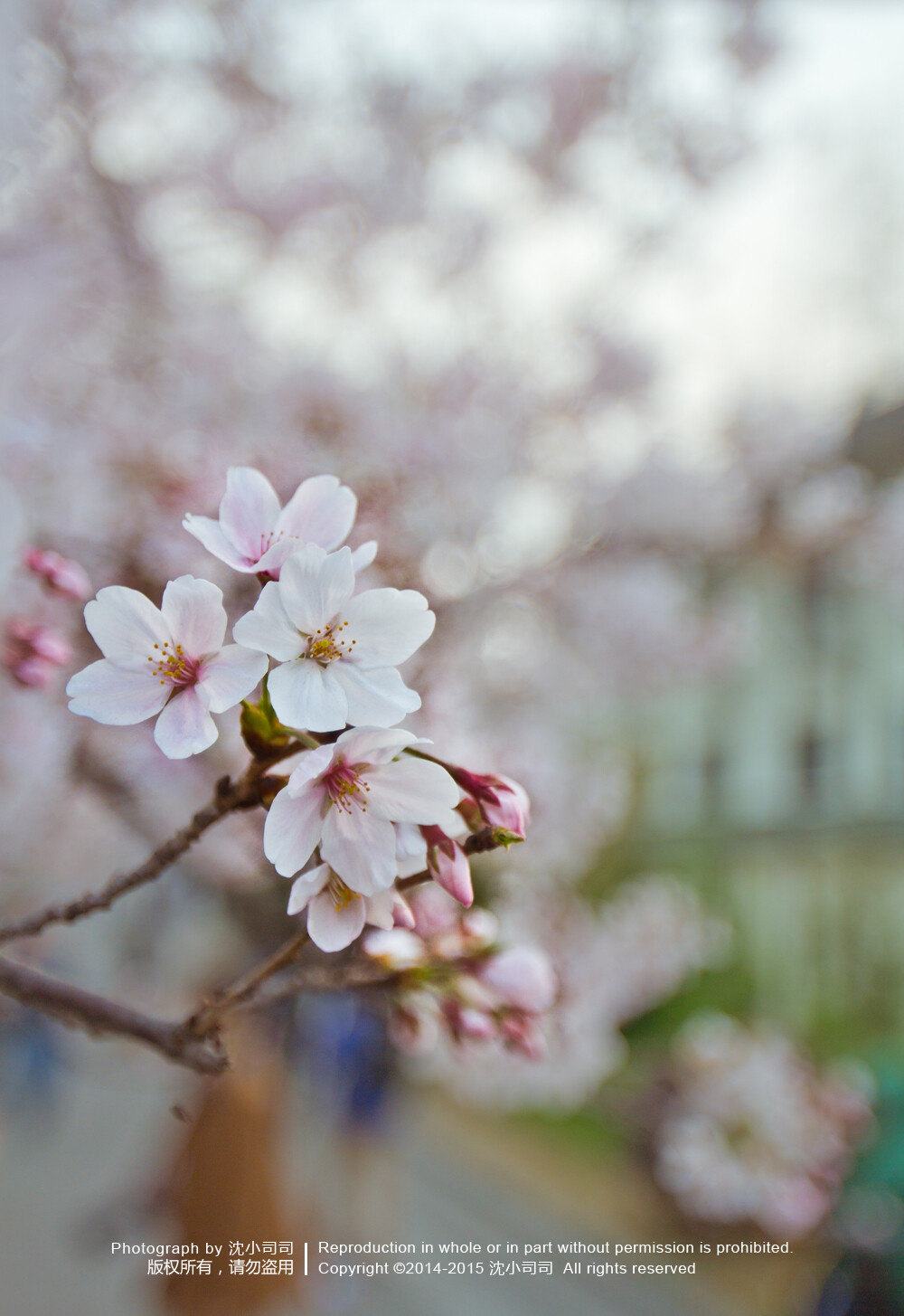 樱花