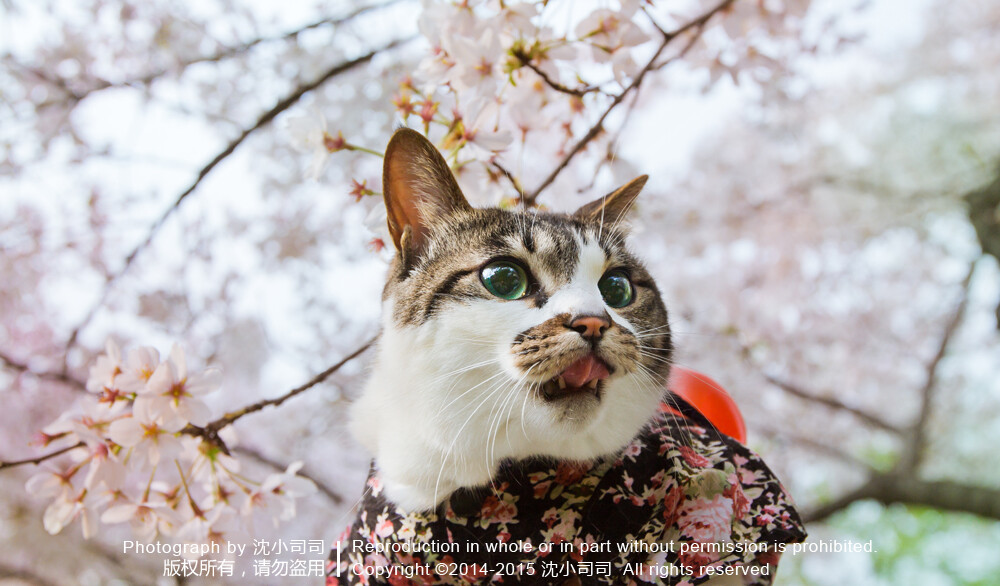 樱花 喵 猫 萌物