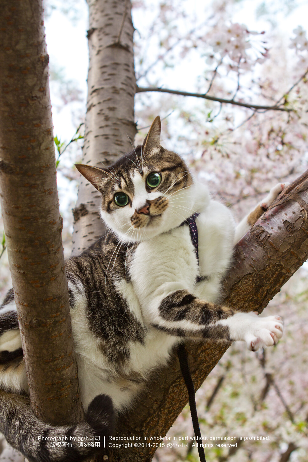 樱花 喵 猫 萌物