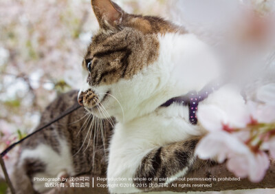 樱花 喵 猫 萌物