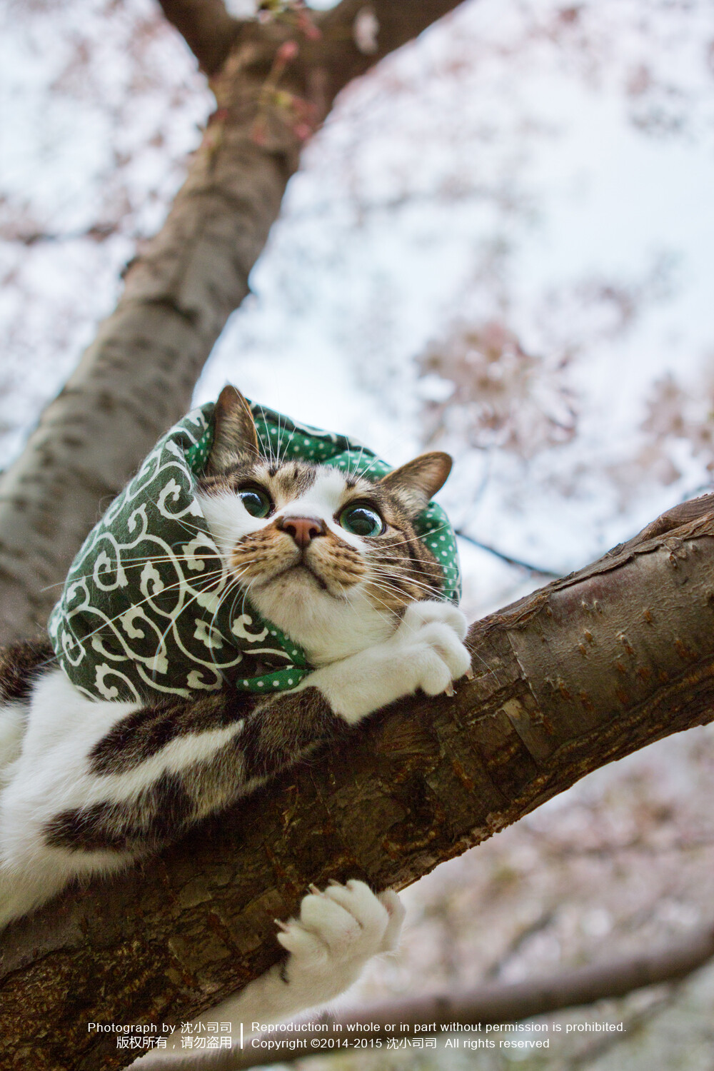 樱花 喵 猫 萌物