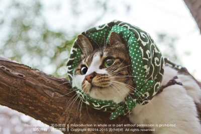 樱花 喵 猫 萌物