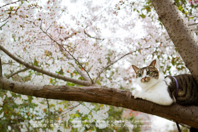 樱花 喵 猫 萌物