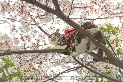 樱花 喵 猫 萌物