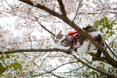 樱花 喵 猫 萌物