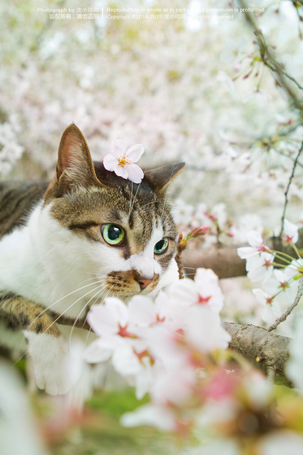 樱花 喵 猫 萌物