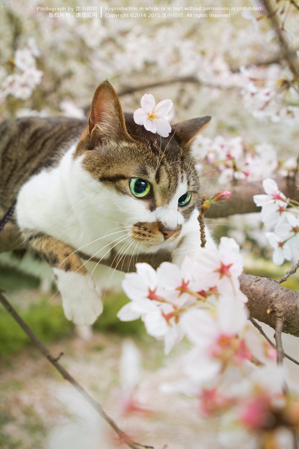 樱花 喵 猫 萌物