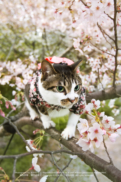 樱花 喵 猫 萌物