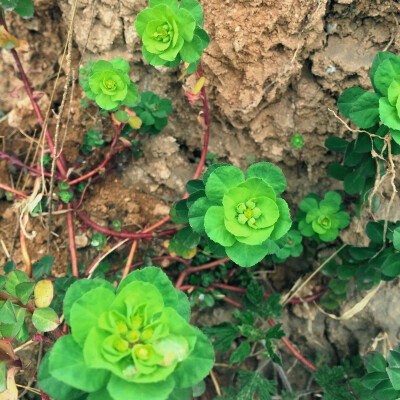 路边的小草像花一样绽放