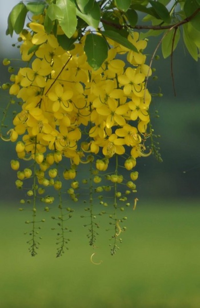 腊肠树Cassia fistula L.又名“黄金雨”。腊肠树是泰国的国花，当地称为“Dok Khuen”，其黄色的花瓣象征泰国皇室。花期6-8月；果期10月。中国南部和西南部各省区均有栽培。原产印度、缅甸和斯里兰卡。繁殖可用扦插或播种法。腊肠树初夏开花，满树金黄，秋日果荚长垂如腊肠，为珍奇观赏树...