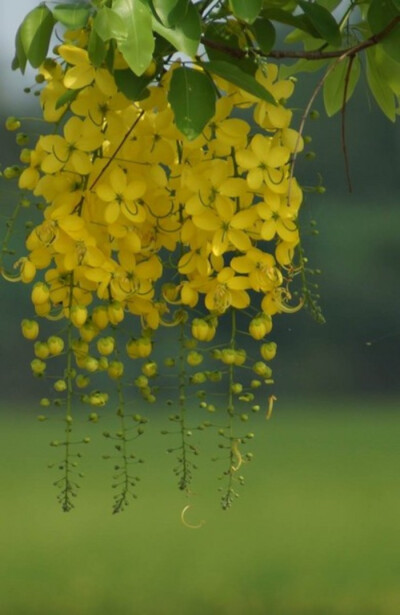 腊肠树Cassia fistula L.又名“黄金雨”。腊肠树是泰国的国花，当地称为“Dok Khuen”，其黄色的花瓣象征泰国皇室。花期6-8月；果期10月。中国南部和西南部各省区均有栽培。原产印度、缅甸和斯里兰卡。繁殖可用扦插…