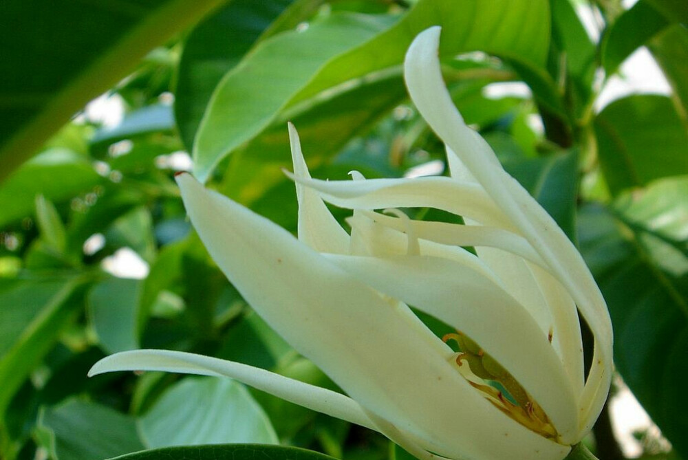 【肆月花开】白兰花(白缅花、白兰花、缅桂花、四川称为黄桷兰)——花语：纯洁的爱、真挚。＊轻罗小扇白兰花，纤腰玉带舞天纱。疑是仙女下凡来，回眸一笑胜星华。