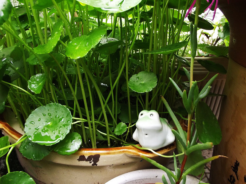 铜钱草雨林，小青蛙的家