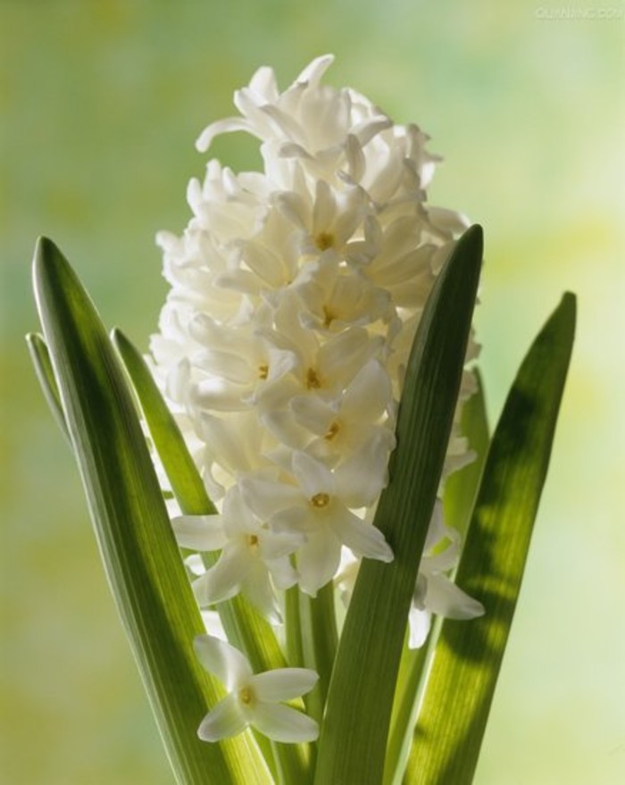 风信子Hyacinthus.多年草本球根类植物。原产地中海沿岸。花期早春，自然花期3-4月。习性喜阳、耐寒 。风信子植株低矮整齐，花序端庄，花色丰富，花姿美丽，是重要的盆花种类有滤尘作用，花香能稳定情绪，消除疲劳作用。花除供观赏外，还可提取芳香油。花语：胜利、喜悦、生命、永远的怀念，轻柔的气质、浪漫的情怀，恬适、沉静的爱，幸福、美满，与你相伴很幸福...