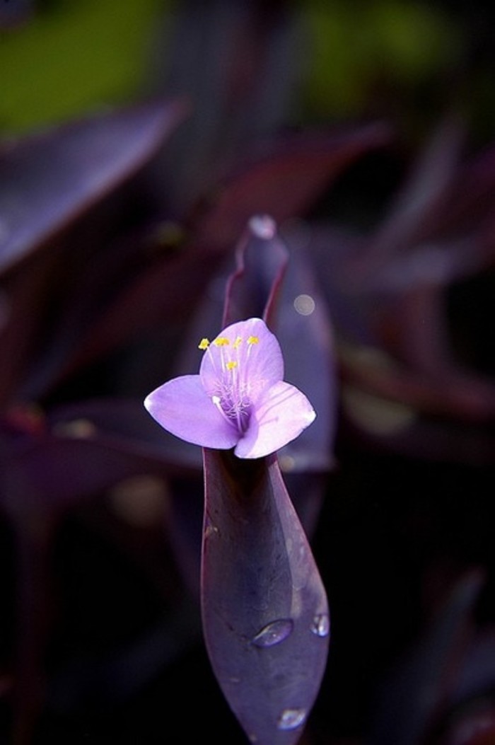 鸭跖草Commelina communis.别名碧竹子、翠蝴蝶、淡竹叶等。常见生于湿地。适应性强，在全光照或半阴环境下都能生长。但不能过阴。主要分布于热带，少数种产于亚热带和温带地区。药用价值味甘、微苦，性寒。能清热，解毒，利尿。为消肿利尿、清热解毒之良药，此外对麦粒肿、咽炎、扁桃腺炎、宫颈糜烂、腹蛇咬伤有良好疗效。花语和象征代表意义:希望、理想...