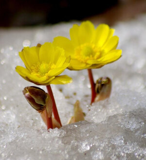冰凌花Gagea lutea (L.) Ker-Gawl. 别名：顶冰花、福寿草、福寿花、早春花、冰凉花、冰了花。在冰雪将要融化时萌芽，嫩绿色的叶芽包在薄膜中，金黄色的小花的花径为1.5厘米—4.0厘米，经过十天左右花谢后，叶子长成，其形状如胡萝卜叶子。由种子繁殖，长成植株到开花时，需要多年的时间。冰凌花全株含有强心甙和非强心甙多种药用成份，常见于许多国家的药典之中。花语 ：坚忍、执着...