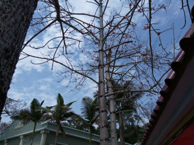 木棉花，英雄花，落于地，不落本来模样。