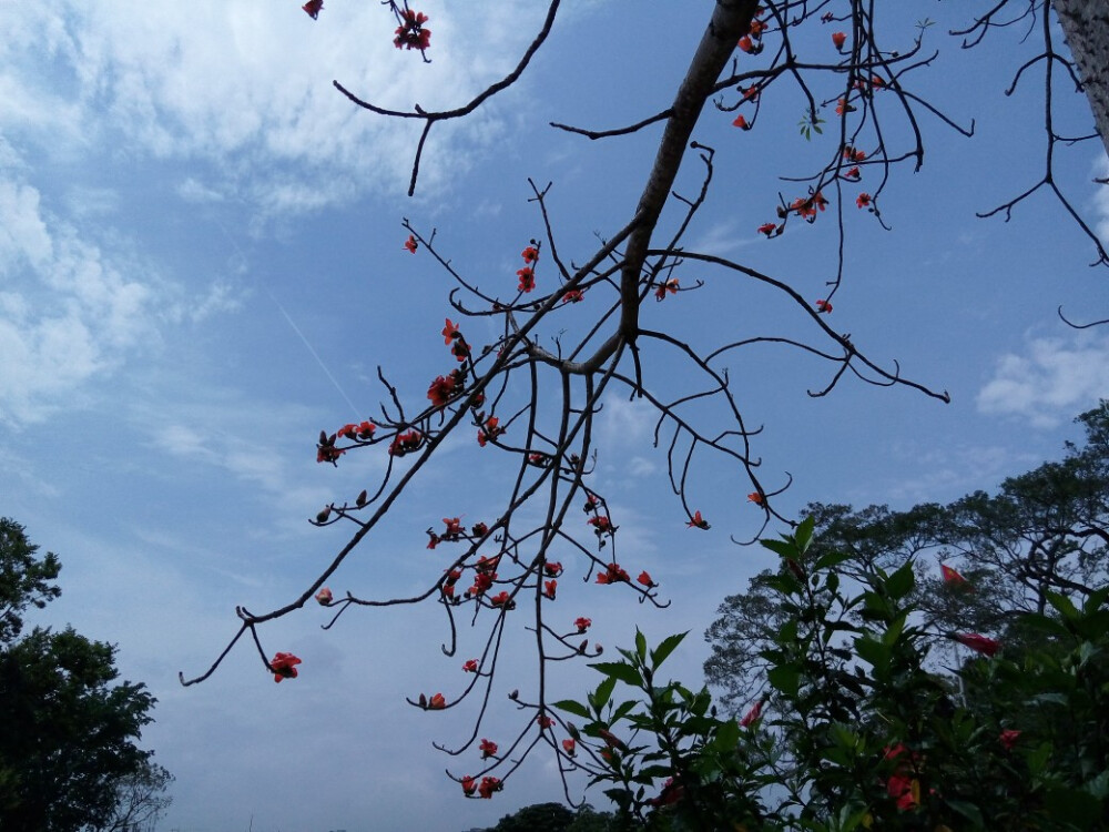 木棉花，英雄花，落于地，不落本来模样。