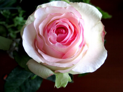 小姐（Señorita） 培育：2007年，德国 Rosen-Tantau 推出：2010年Rosen-Tantau/Tantau Roses在德国以名称'Señorita'推出 类别：杂交茶香月季 颜色：腮红，中心色暗 高度：60-80厘米 花型：中到大型，双瓣（17-25花…