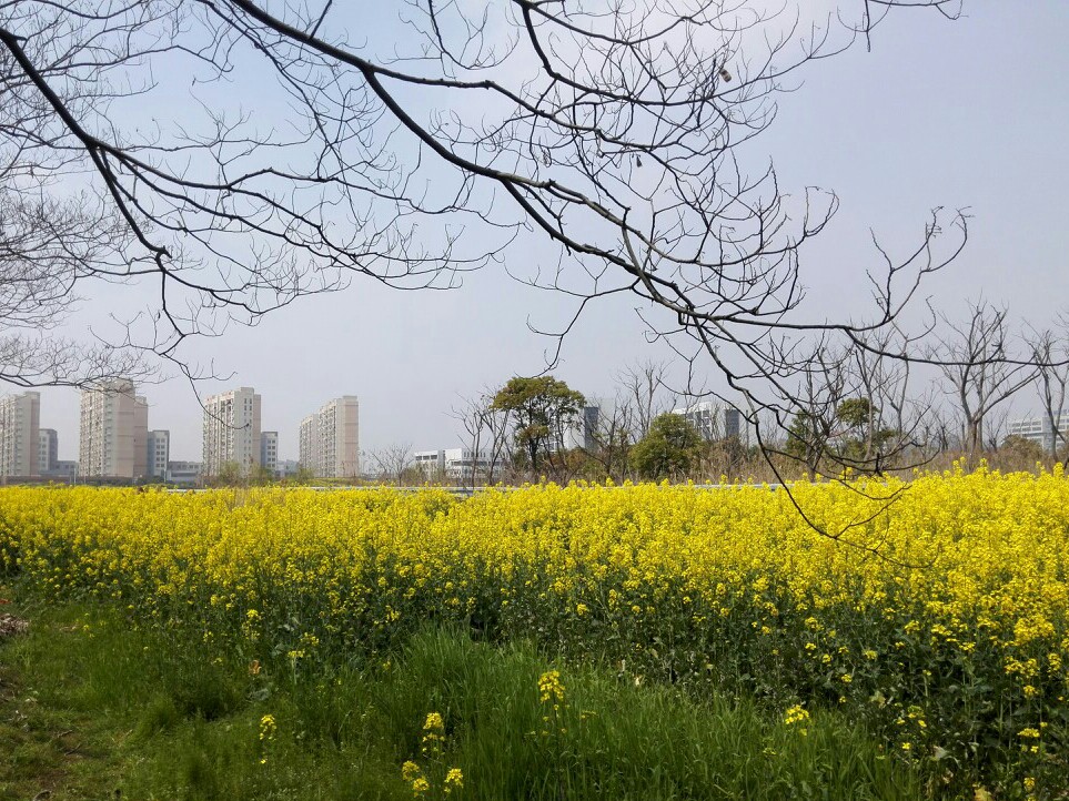 春分の油菜