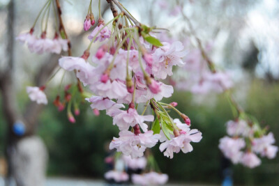 玉渊潭樱花