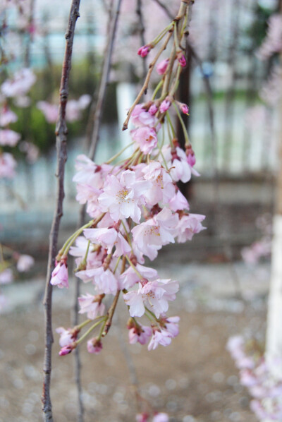 玉渊潭樱花