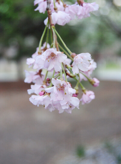 玉渊潭樱花