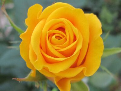 奥玛拉（Omara） 培育：2010年，德国 Rosen-Tantau 推出：2014年Rosen-Tantau/Tantau Roses在德国以名称'Omara'推出 类别：杂交茶香月季 颜色：金黄色 高度：50-60厘米 花型：中到大型，双瓣（17-25花瓣）， 习性：…