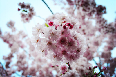 玉渊潭樱花