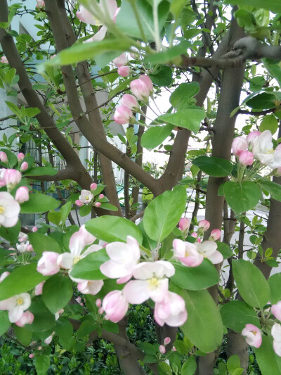 泪眼问花花不语 乱红飞过秋千去