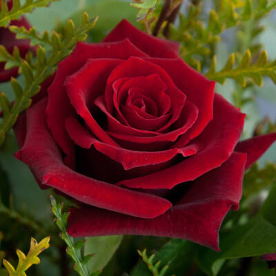 红天鹅绒（Red Velvet） 培育：2010年，德国 Rosen-Tantau 推出：2014年Rosen-Tantau/Tantau Roses在德国以名称'RedVelvet'.推出 类别：杂交茶香月季 颜色：暗红 高度：60-80厘米 花型：大型，双瓣（17-25花瓣） 习…