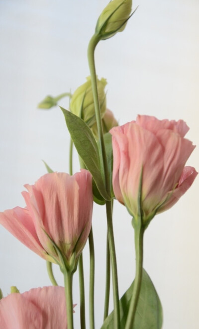 洋桔梗Eustoma grandiflorum.别称草原龙胆，土耳其桔梗、丽钵花、德州兰铃。株高30～100厘米。洋桔梗株态轻盈滞洒，花色典雅明快，花形别致可爱，一直到2013年都是国际上十分流行的盆花和切花种类之一。洋桔梗原产美…