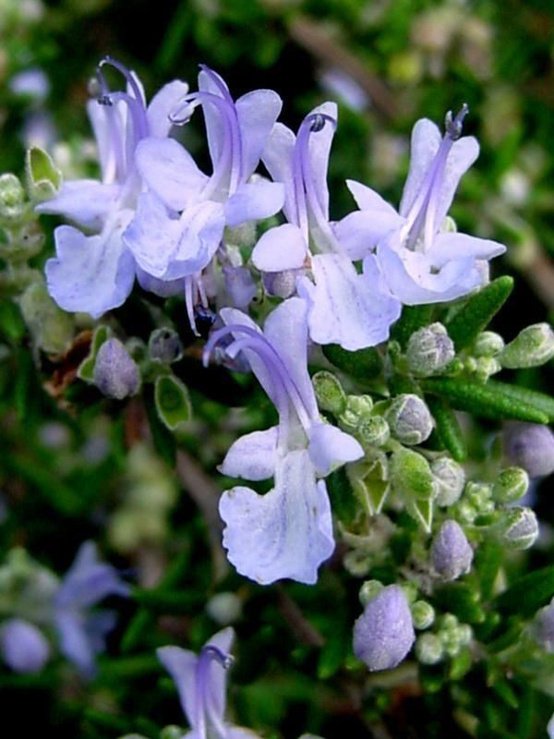 迷迭香Rosmarinus officinalis.原产欧洲地区和非洲北部地中海沿岸。远在曹魏时期就曾引种中国。从迷迭香的花和叶子中能提取具有优良抗氧化性的抗氧化剂和迷迭香精油。迷迭香抗氧化剂。值得注意的是迷迭香生长缓慢，因此再生能力不强。迷迭香是一种名贵的天然香料植物，生长季节会散发一种清香气味，有清心提神的功效。它的茎、叶和花具有宜人的香味，花和嫩枝提取的芳香油，可用于调配空气清洁剂、香水、香皂等化妆品原料，最有名的化妆水就是用迷迭香制作的，并可在饮料、护肤油、生发剂、洗衣膏中使用。迷迭香具有镇静安神、醒脑作用，对消化不良和胃痛均有一定疗效。花语：回忆...