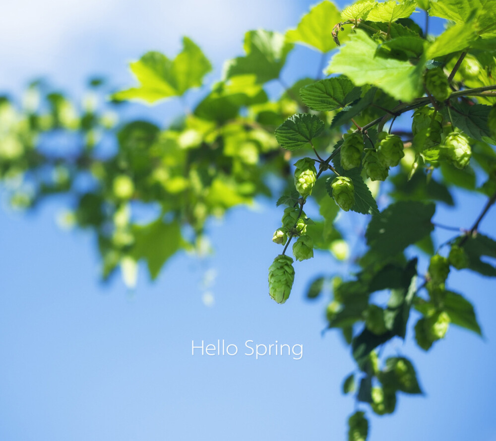 Hello Spring