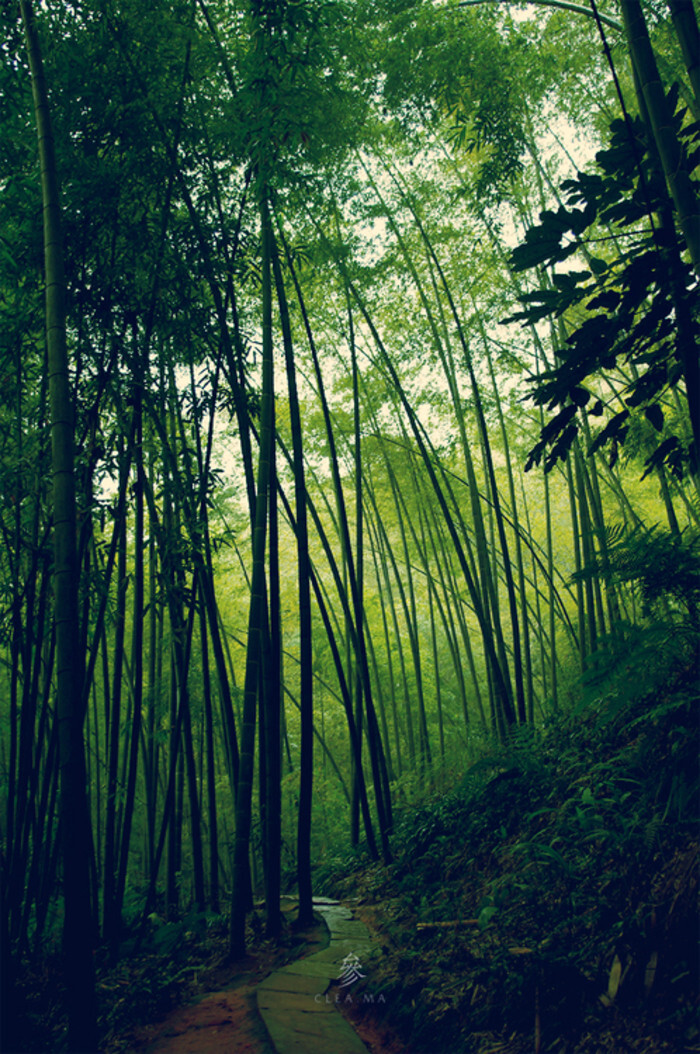 竹子bamboo.中国是竹的故乡。种子被称为竹米。有些种类的竹笋可以食用。竹枝杆挺拔，修长，四季青翠，凌霜傲雨，倍受中国人喜爱，与梅、兰、菊并称为四君子，与梅、松并称为岁寒三友，古今文人墨客，爱竹咏竹者众多。画竹为中国花鸟画的一个重要画种，清代的郑板桥以画竹天下闻名。学界有每60年开一次花，但这只是一个大概的数字。竹子什么时候开花与环境变化，自身年龄都着有密切的联系。开花后，一夜之间，竹子会成片死去。竹子全株各部分都具有价高的药用价值。竹虽不粗壮，但却正直，坚韧挺拔；不惧严寒酷暑，万古长青。竹是君子的化身，是“四君子”中的君子。竹之七德：正直，奋进，虚怀，质朴，卓尔，善群，担当...
