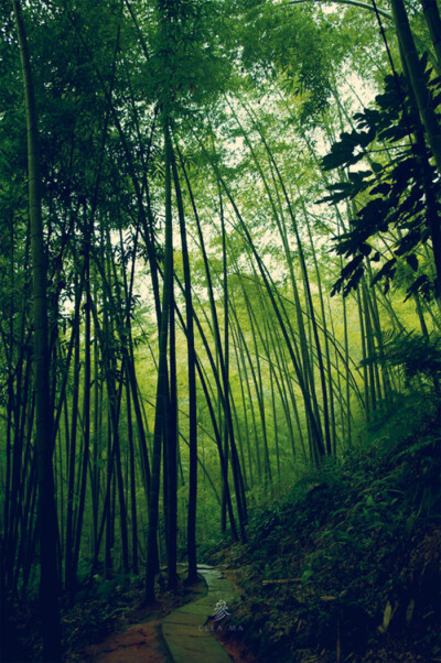 竹子bamboo.中国是竹的故乡。种子被称为竹米。有些种类的竹笋可以食用。竹枝杆挺拔，修长，四季青翠，凌霜傲雨，倍受中国人喜爱，与梅、兰、菊并称为四君子，与梅、松并称为岁寒三友，古今文人墨客，爱竹咏竹者众多…