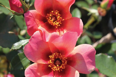杏色蜜蜂乐园（Bee's Paradise ® Apricot） 培育：2013年以前，德国 Rosen-Tantau 推出：2013年Rosen-Tantau/Tantau Roses在德国以名称'BienenweideApricot'.推出。2014年Fryer's Roses/Fryer's Nurseries Ltd.在英…