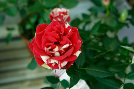 维娜(Vina，ヴィナ) 培育：2012年 Poulsen 类别：patiohit月季 颜色：白色，红色，条纹 花香：几乎没有香味 平均直径：6-7厘米 高度：40厘米 叶子：深绿色 花型：紧凑 习性：多季节重复开花。